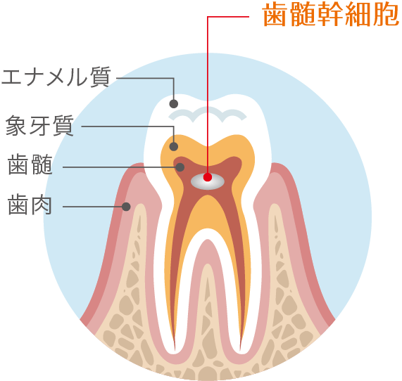 乳歯歯髄幹細胞