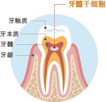 乳歯歯髄幹細胞